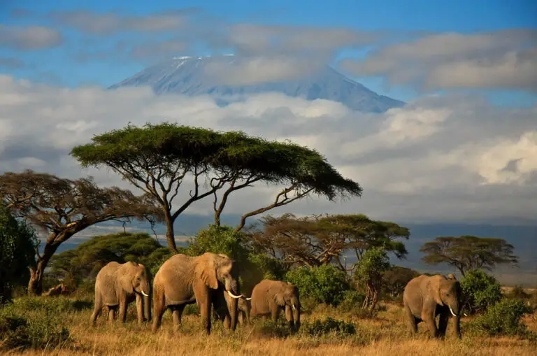 Fly from the Baltics to Kenya from €439